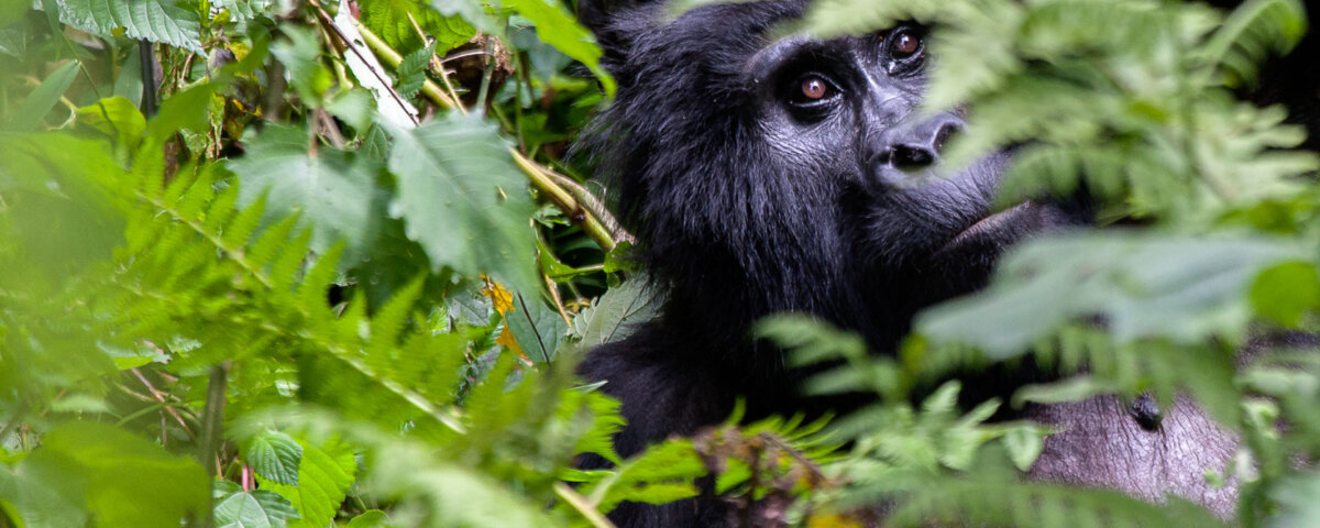 Uganda Gorilla Trekking from the United States of America