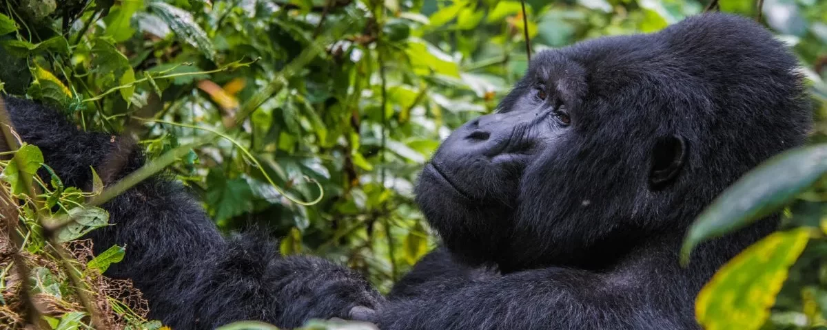 What is Gorilla Trekking
