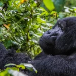 What is Gorilla Trekking