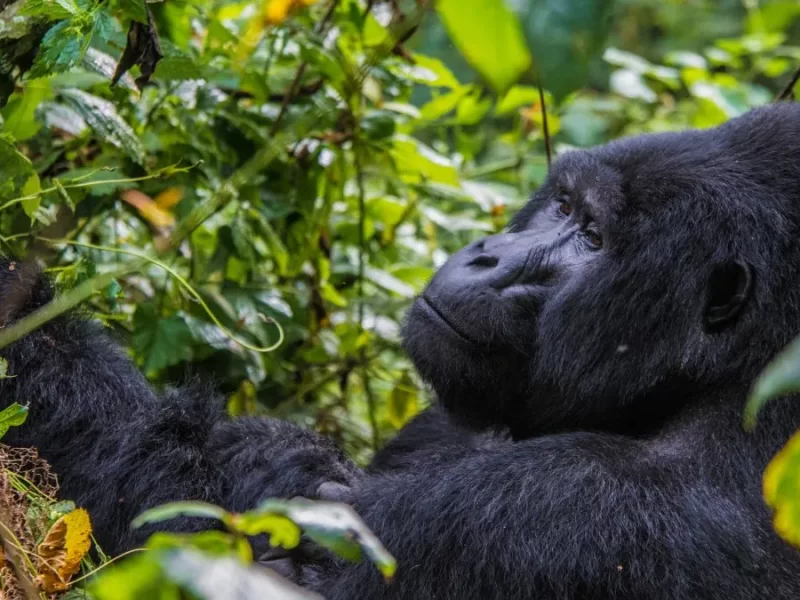 What is Gorilla Trekking