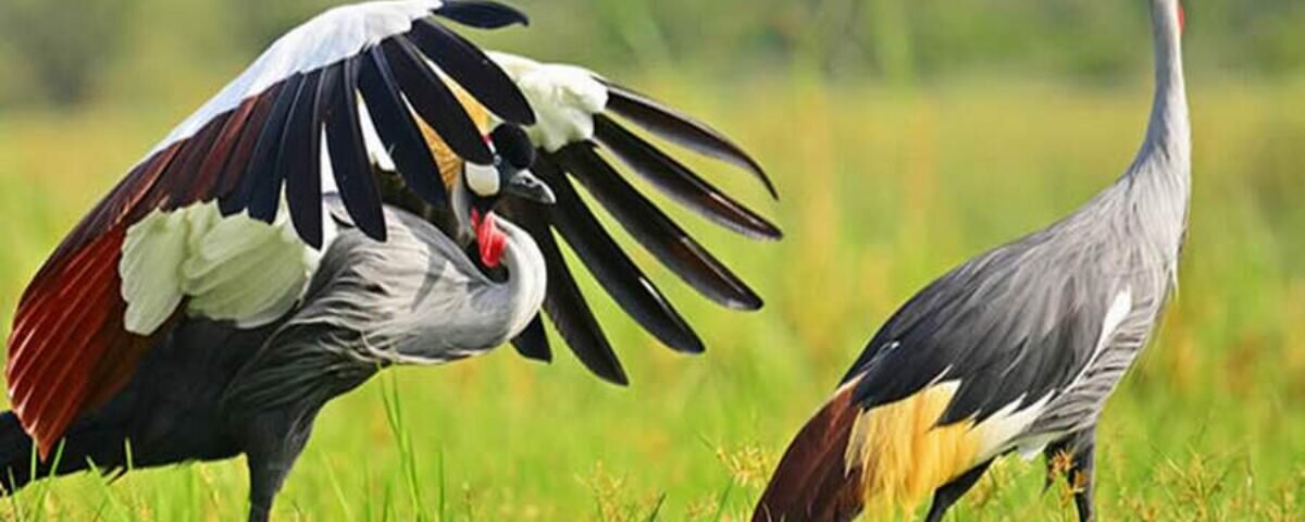 far in advance should I book a safari in Uganda