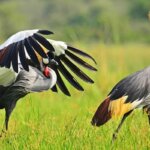 far in advance should I book a safari in Uganda