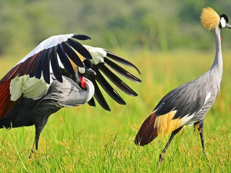 far in advance should I book a safari in Uganda