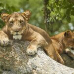 Animals in Queen Elizabeth National Park