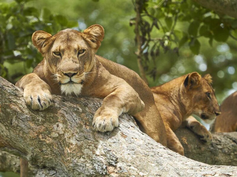Animals in Queen Elizabeth National Park