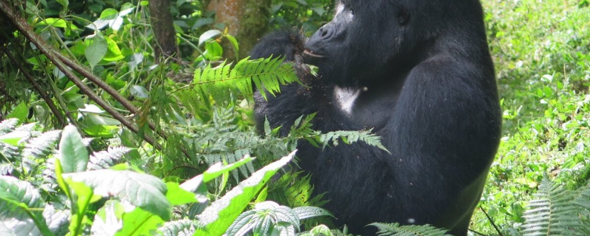 Booking a Uganda gorilla safari