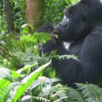 Booking a Uganda gorilla safari