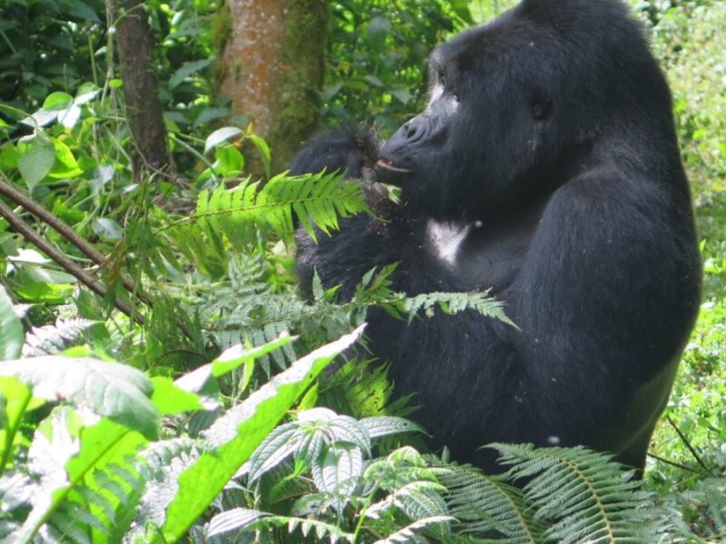 Booking a Uganda gorilla safari