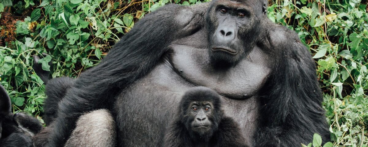 Booking a safari to Mgahinga Gorilla National Park