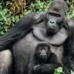 Booking a safari to Mgahinga Gorilla National Park