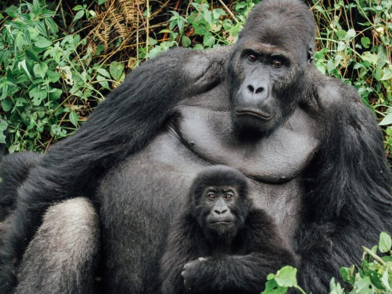 Booking a safari to Mgahinga Gorilla National Park