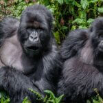 Can you wear black while gorilla trekking