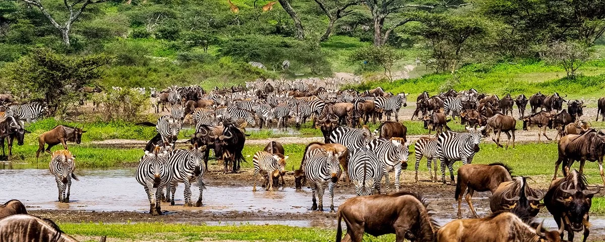 Combining Tanzania and Uganda Safaris