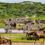 Combining Tanzania and Uganda Safaris