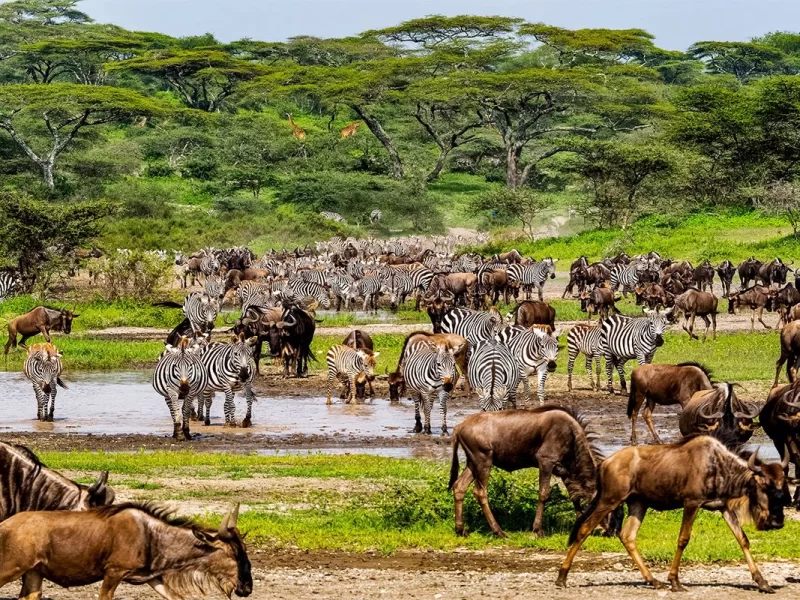 Combining Tanzania and Uganda Safaris
