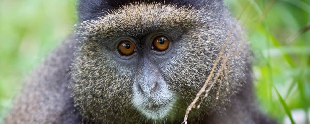 Golden Monkey Trekking in Uganda