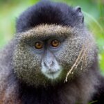 Golden Monkey Trekking in Uganda