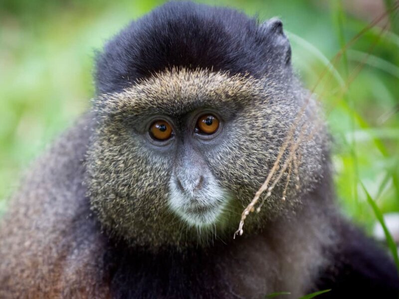 Golden Monkey Trekking in Uganda