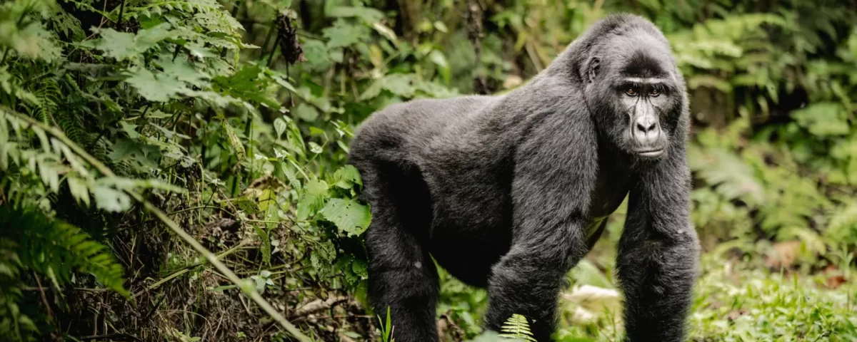 Bwindi Forest National Park gorilla trekking