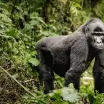 Bwindi Forest National Park gorilla trekking