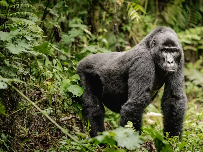Bwindi Forest National Park gorilla trekking