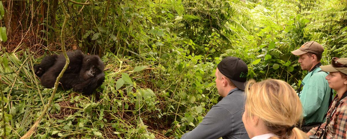 Gorilla Habituation in Bwindi Forest National Park