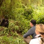 Gorilla Habituation in Bwindi Forest National Park