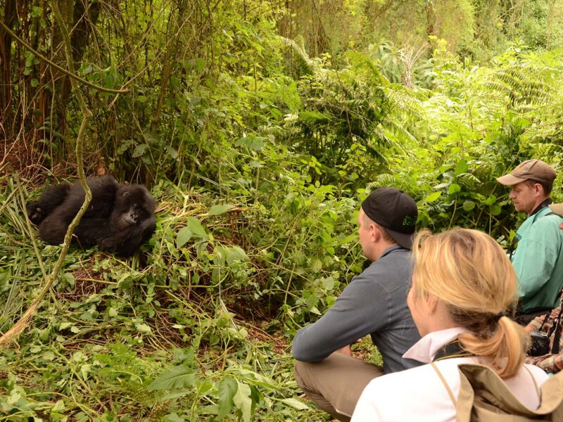 Gorilla Habituation in Bwindi Forest National Park