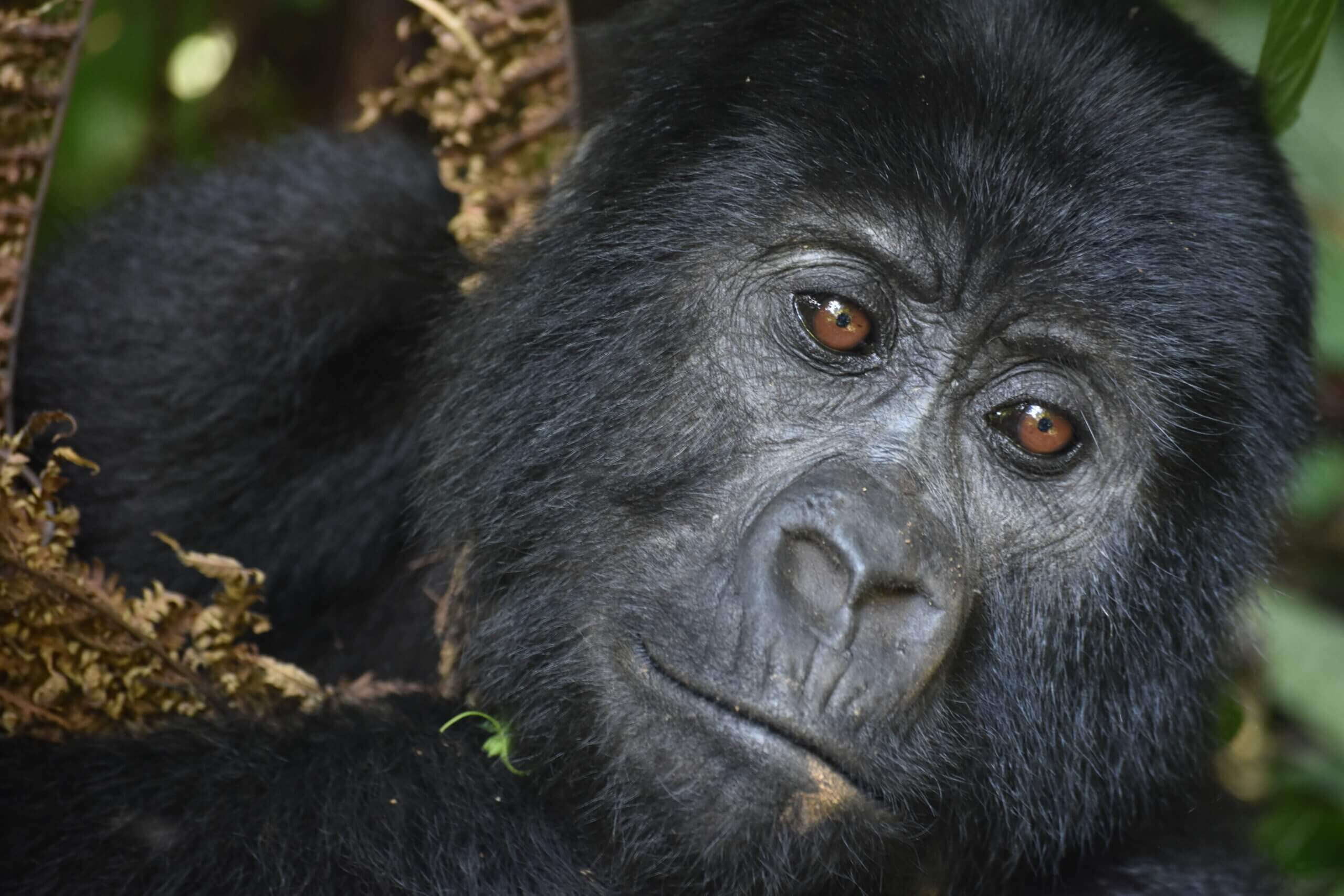 Gorilla Trekking and Tanzania Safari