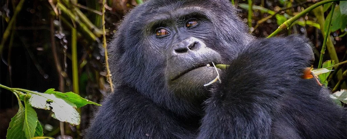 Gorilla Trekking and Uganda Visa information