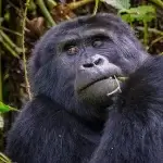Gorilla Trekking and Uganda Visa information