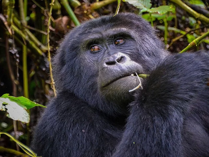 Gorilla Trekking and Uganda Visa information
