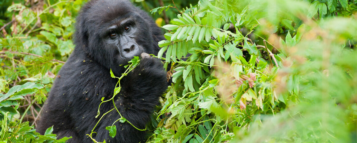 Gorilla habituation in Rushaga Bwindi