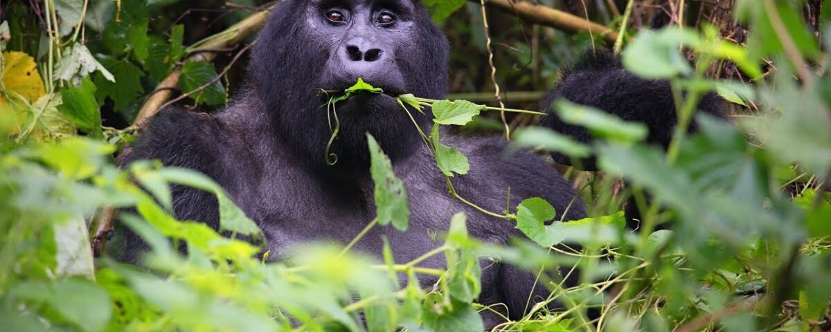 Gorilla habituation in Rushaga sector