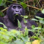 Gorilla habituation in Rushaga sector