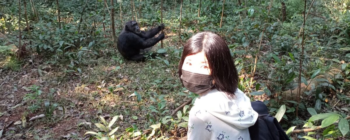 Primate habituation in Uganda
