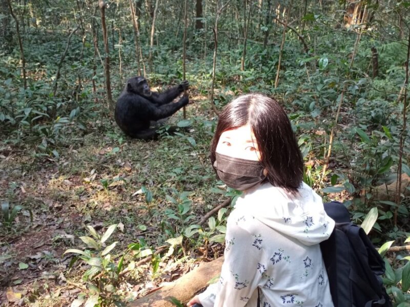 Primate habituation in Uganda