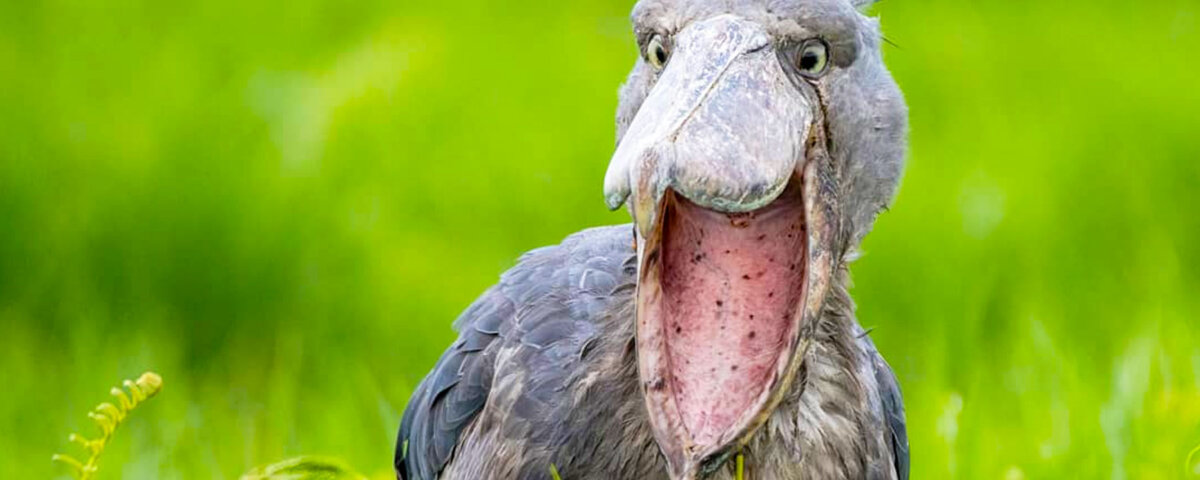 Shoebill stork in Murchison Falls National Park