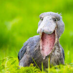 Shoebill stork in Murchison Falls National Park