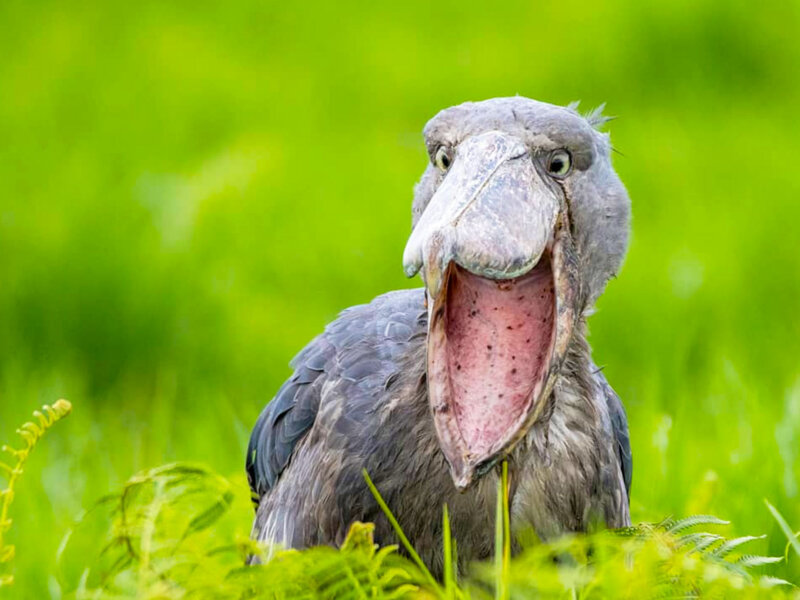 Shoebill stork in Murchison Falls National Park
