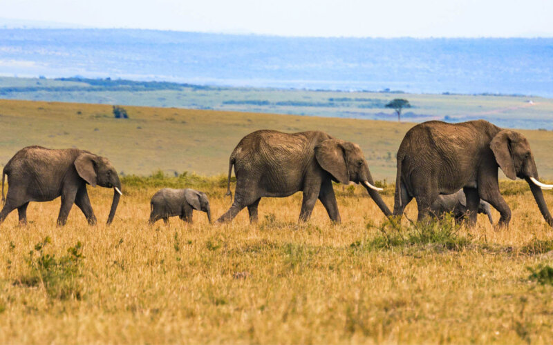 Tarangire National Park