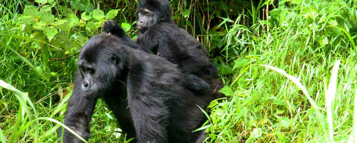 The Best Gorilla Trekking Company in Uganda