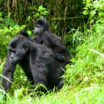 The Best Gorilla Trekking Company in Uganda