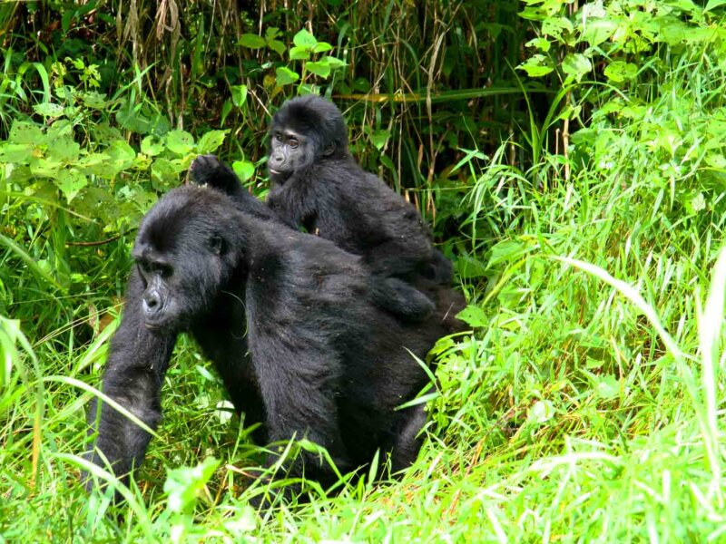 The Best Gorilla Trekking Company in Uganda