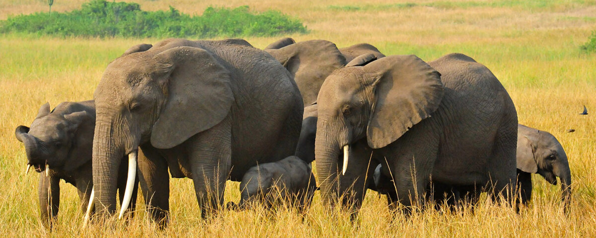 Top 5 must visit National Parks in Uganda
