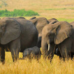 Top 5 must visit National Parks in Uganda