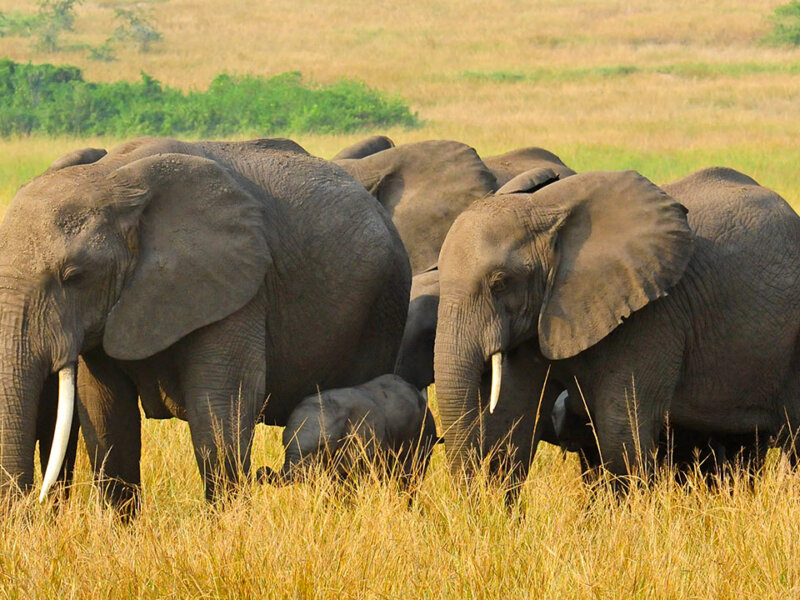 Top 5 must visit National Parks in Uganda