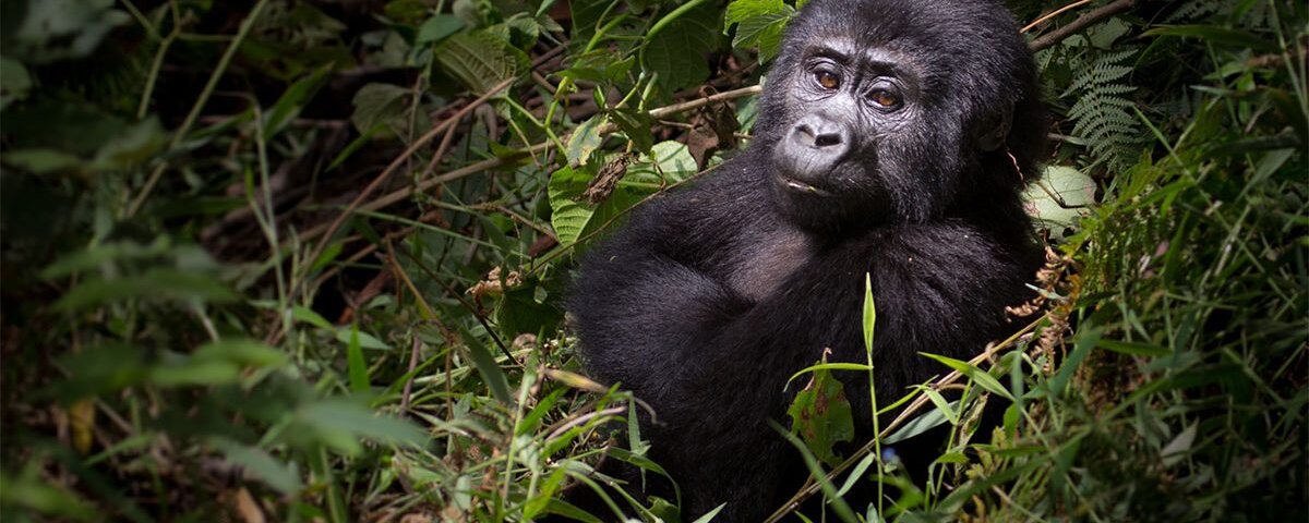 Uganda and Rwanda Gorilla Permits