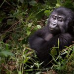 Uganda and Rwanda Gorilla Permits