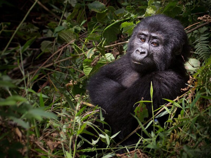 Uganda and Rwanda Gorilla Permits